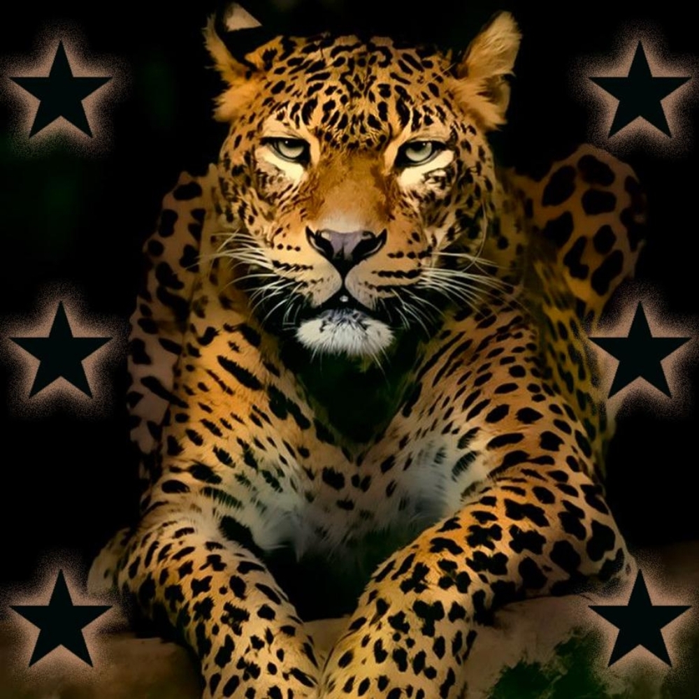 LEOPARD PRINT & STARS FRENCH TERRY TOP NEW - Picture 9 of 11